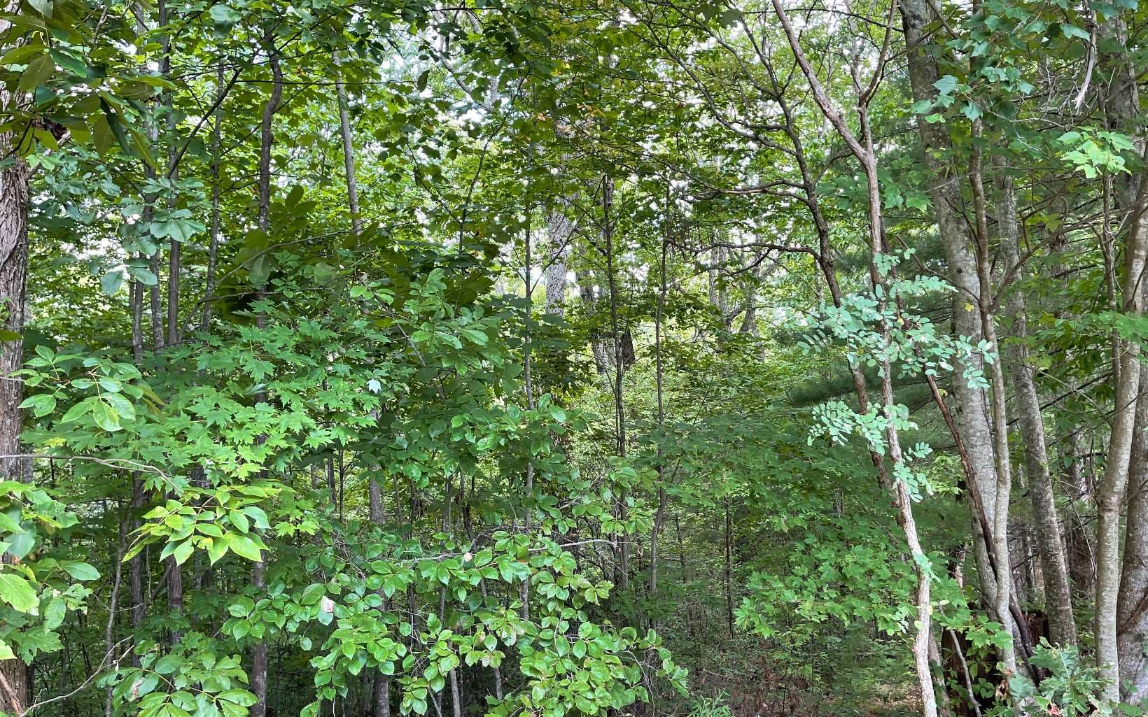 Lot 20 Enchanted Ridge, Hayesville NC 28904 - Photo