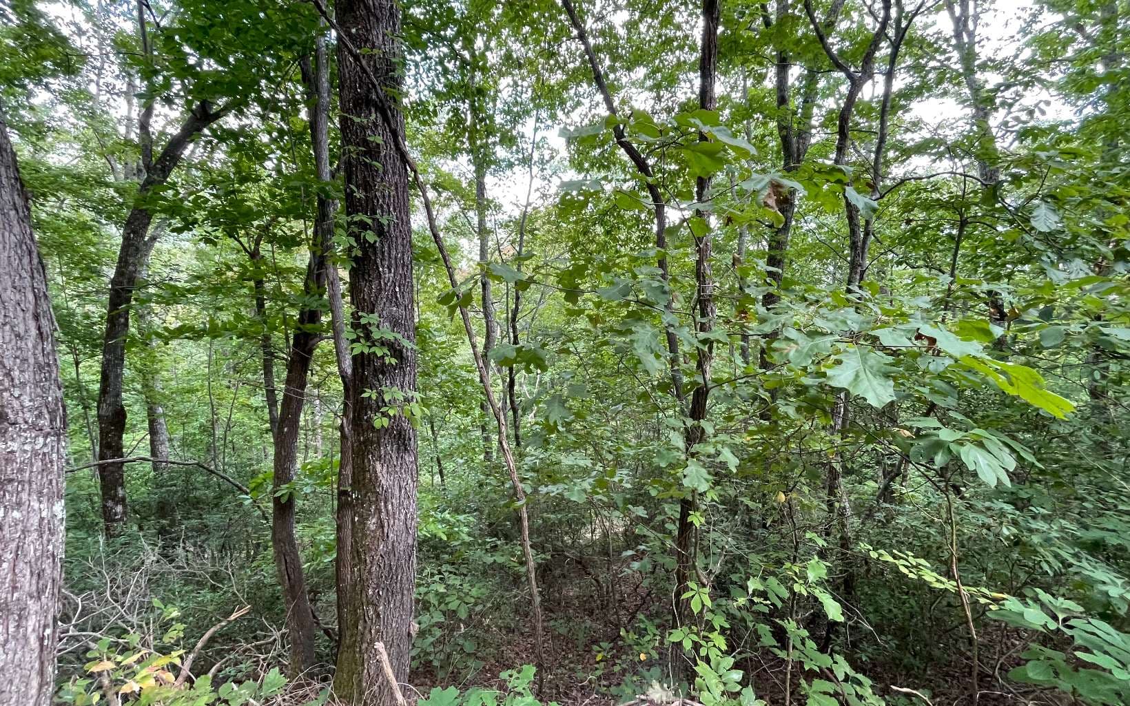 Lot 20 Enchanted Ridge, Hayesville NC 28904 - Photo