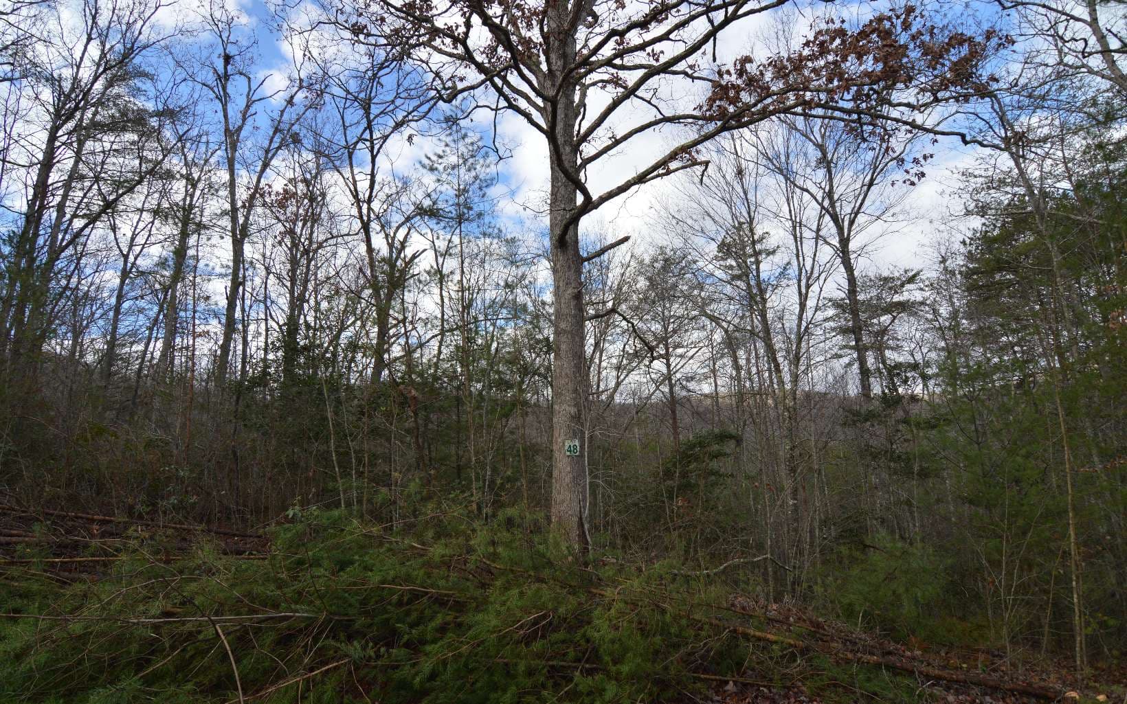 Lot 48 Laurel Brooke, Blairsville GA 30512 - Photo