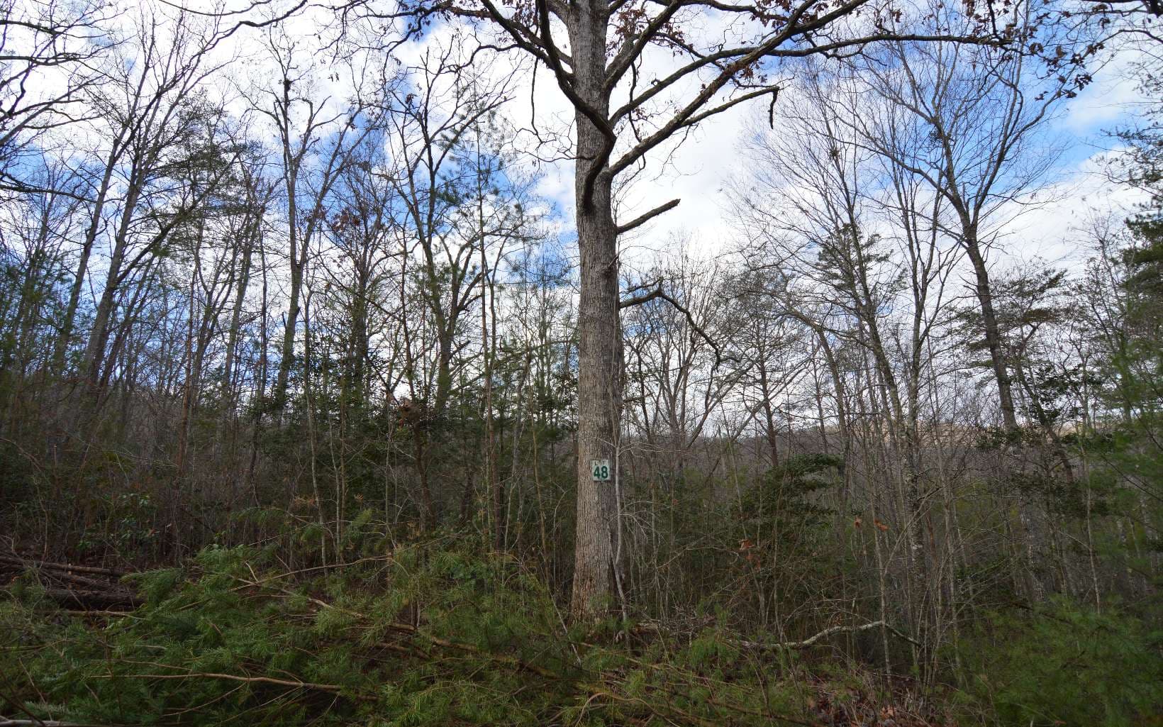 Lot 48 Laurel Brooke, Blairsville GA 30512 - Photo