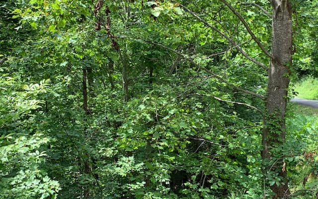 Lot 50A Eagles View, Hayesville NC 28904 - Photo