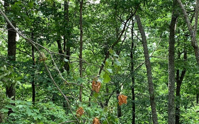 Lot 50A Eagles View, Hayesville NC 28904 - Photo