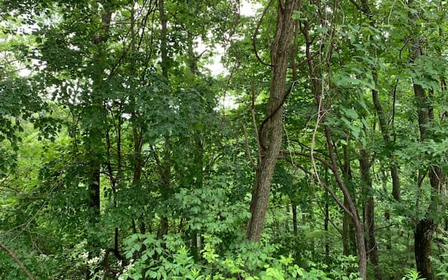 Lot 50A Eagles View, Hayesville NC 28904 - Photo