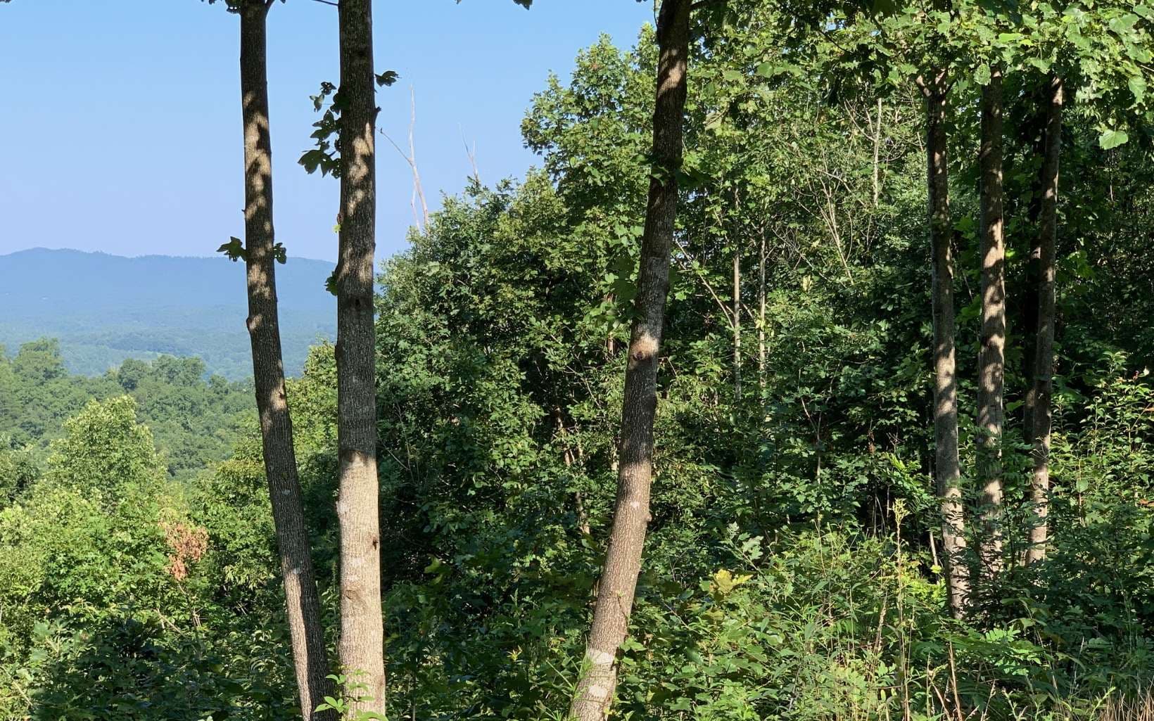 LOT 7 Golden Oaks, Warne NC 28909 - Photo