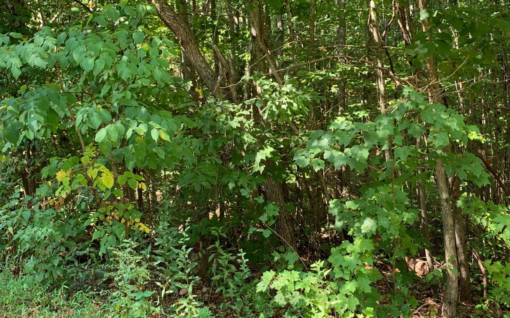 Lot 26 Lake Forest Estates, Hiawassee GA 30546 - Photo