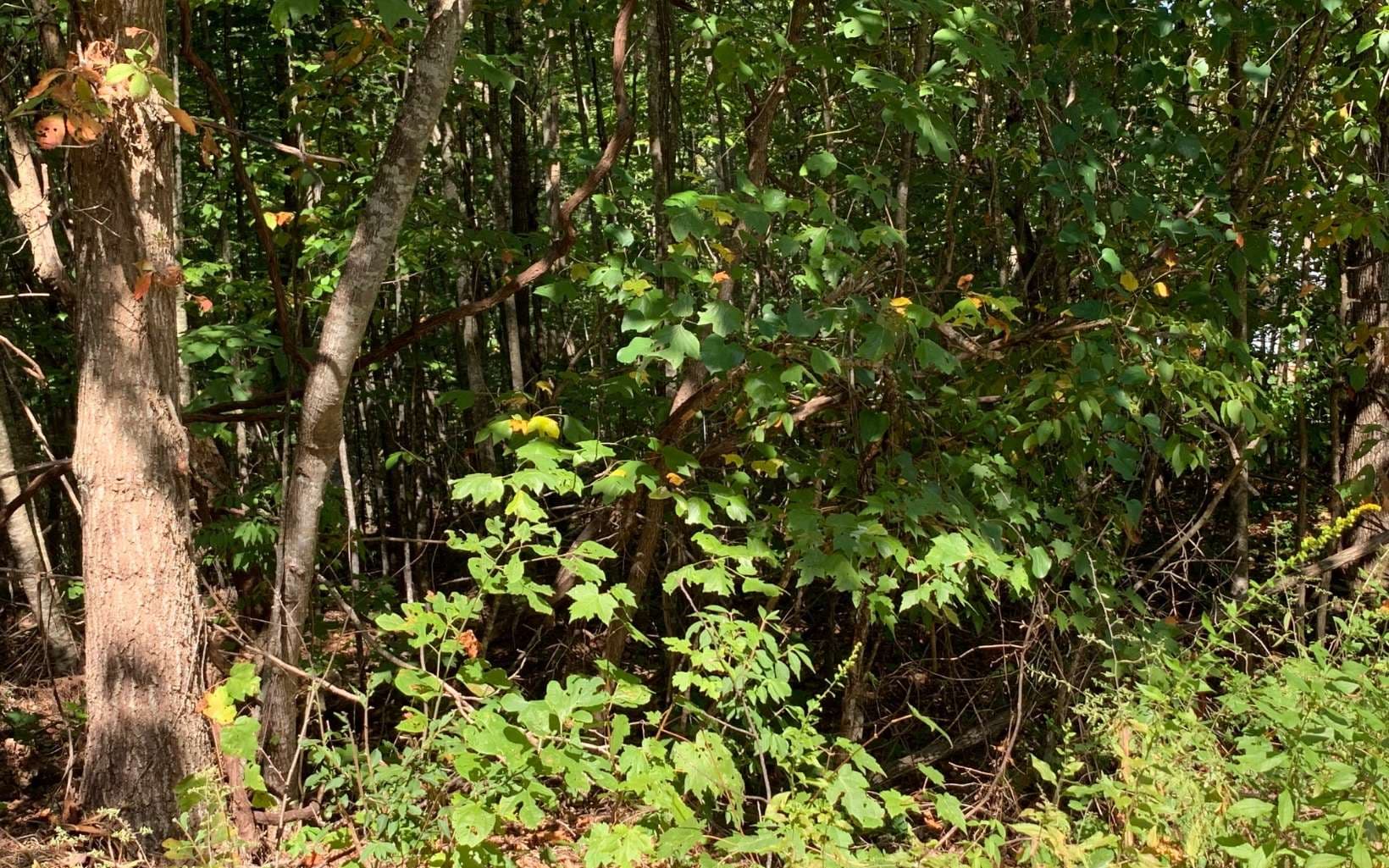 Lot 26 Lake Forest Estates, Hiawassee GA 30546 - Photo
