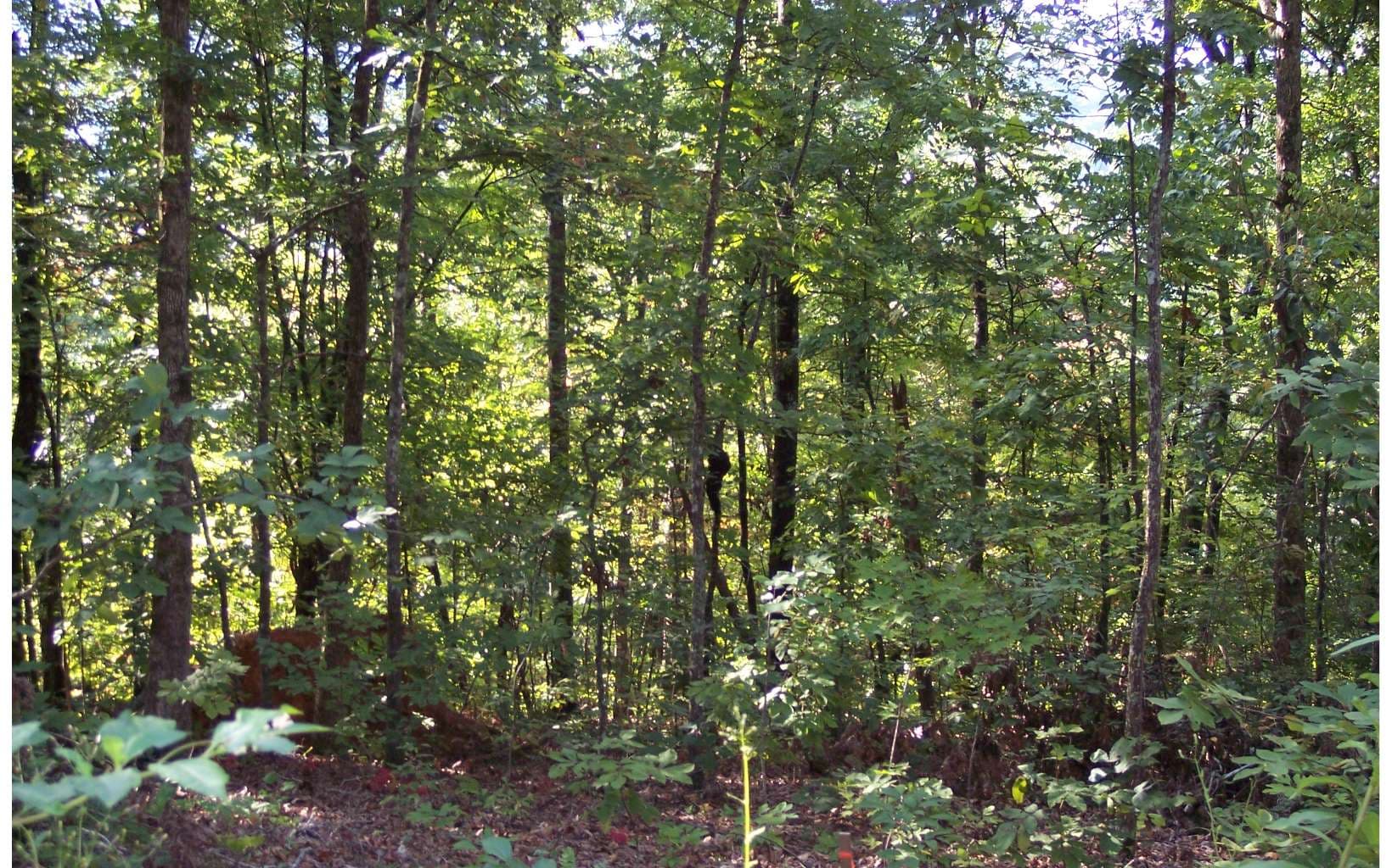 22 Thunder Road, Hayesville NC 28904 - Photo
