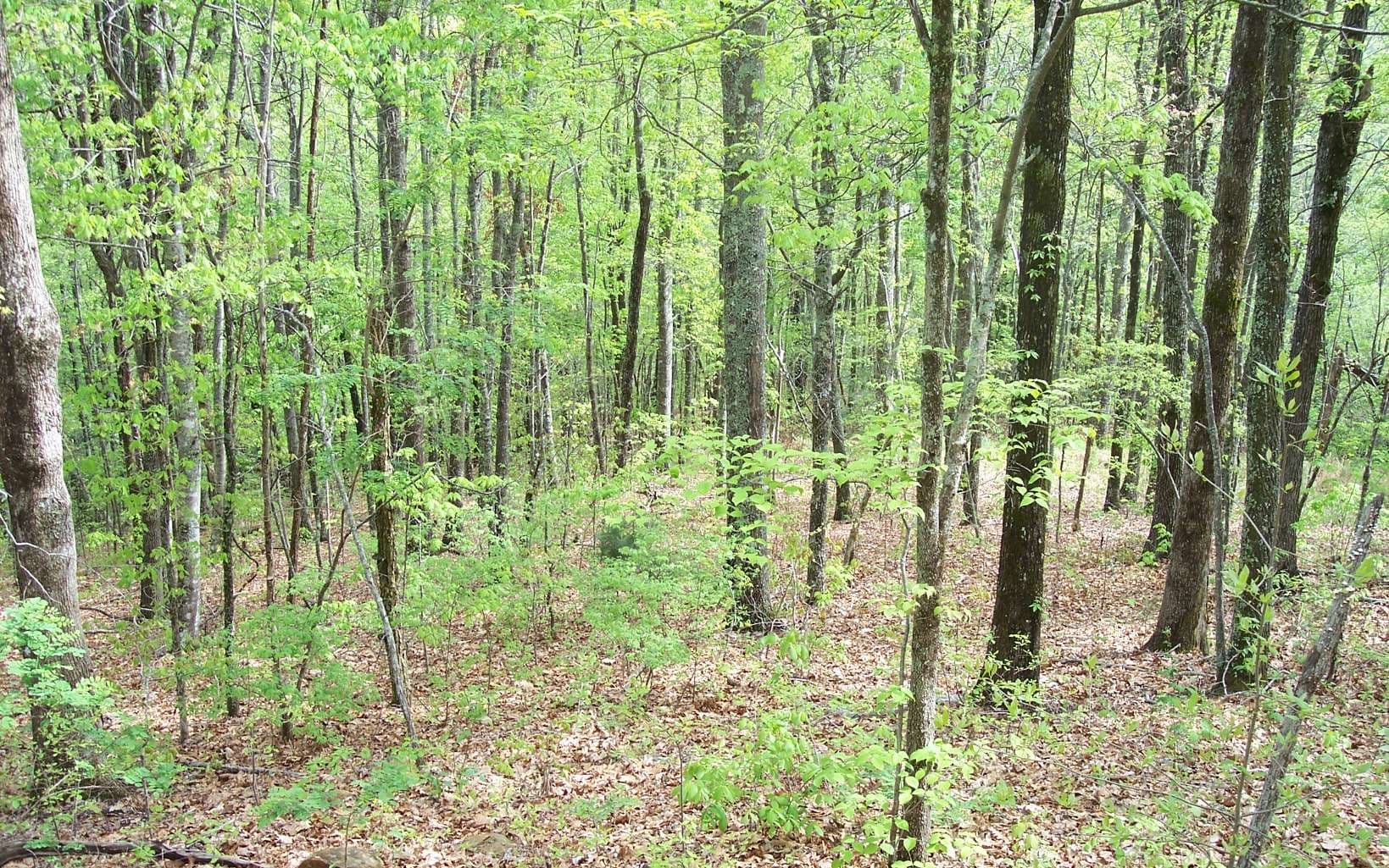 6 Thunder Road, Hayesville NC 28904 - Photo