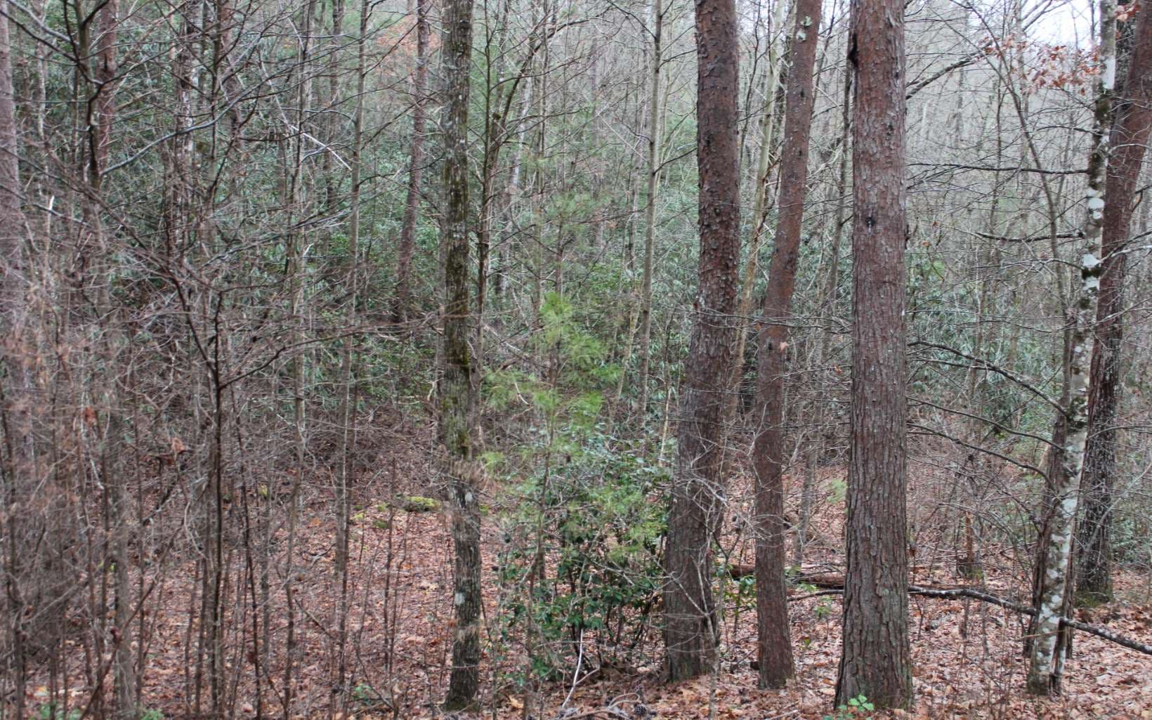 29 Coyote Cove, Hayesville NC 28904 - Primary photo