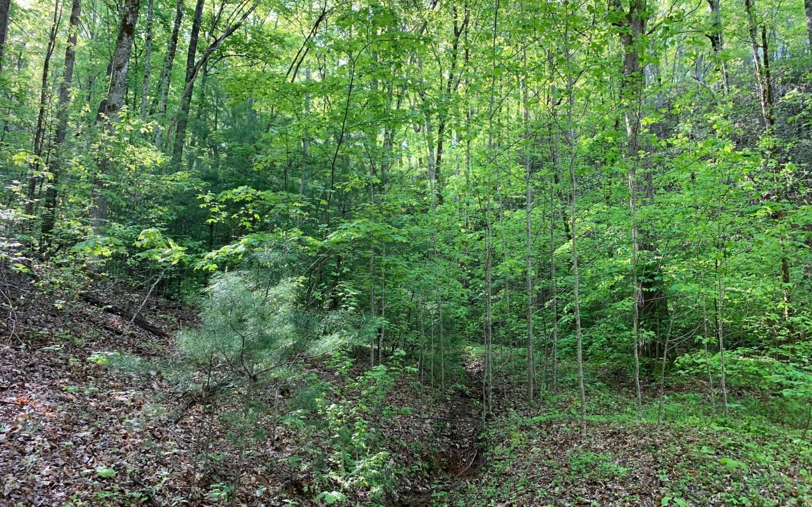 Lot 44 Fires Creek Cove Road, Hayesville NC 28904 - Photo