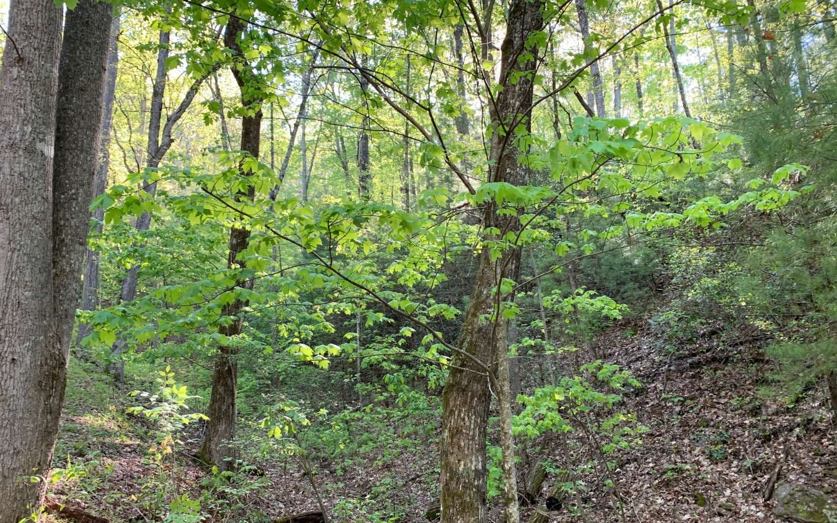 Lot 44 Fires Creek Cove Road, Hayesville NC 28904 - Photo
