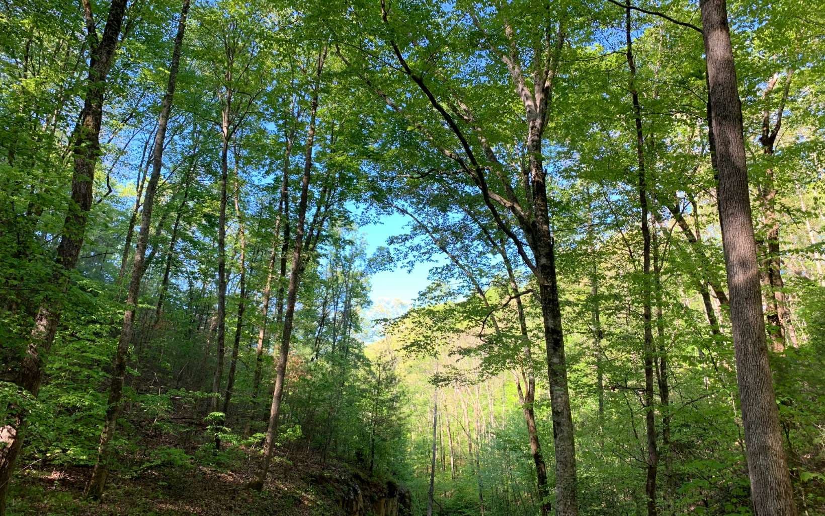 Lot 44 Fires Creek Cove Road, Hayesville NC 28904 - Photo