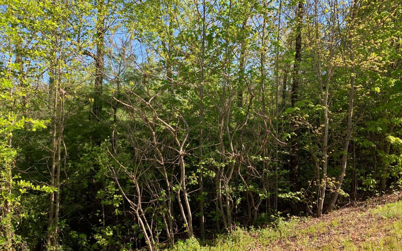 Lot 57 Fires Creek Cove Road, Hayesville NC 28904 - Photo