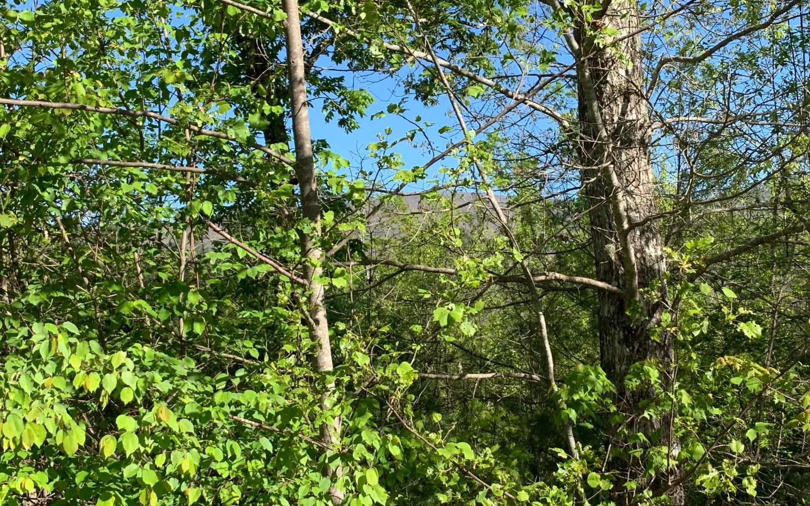 Lot 57 Fires Creek Cove Road, Hayesville NC 28904 - Photo