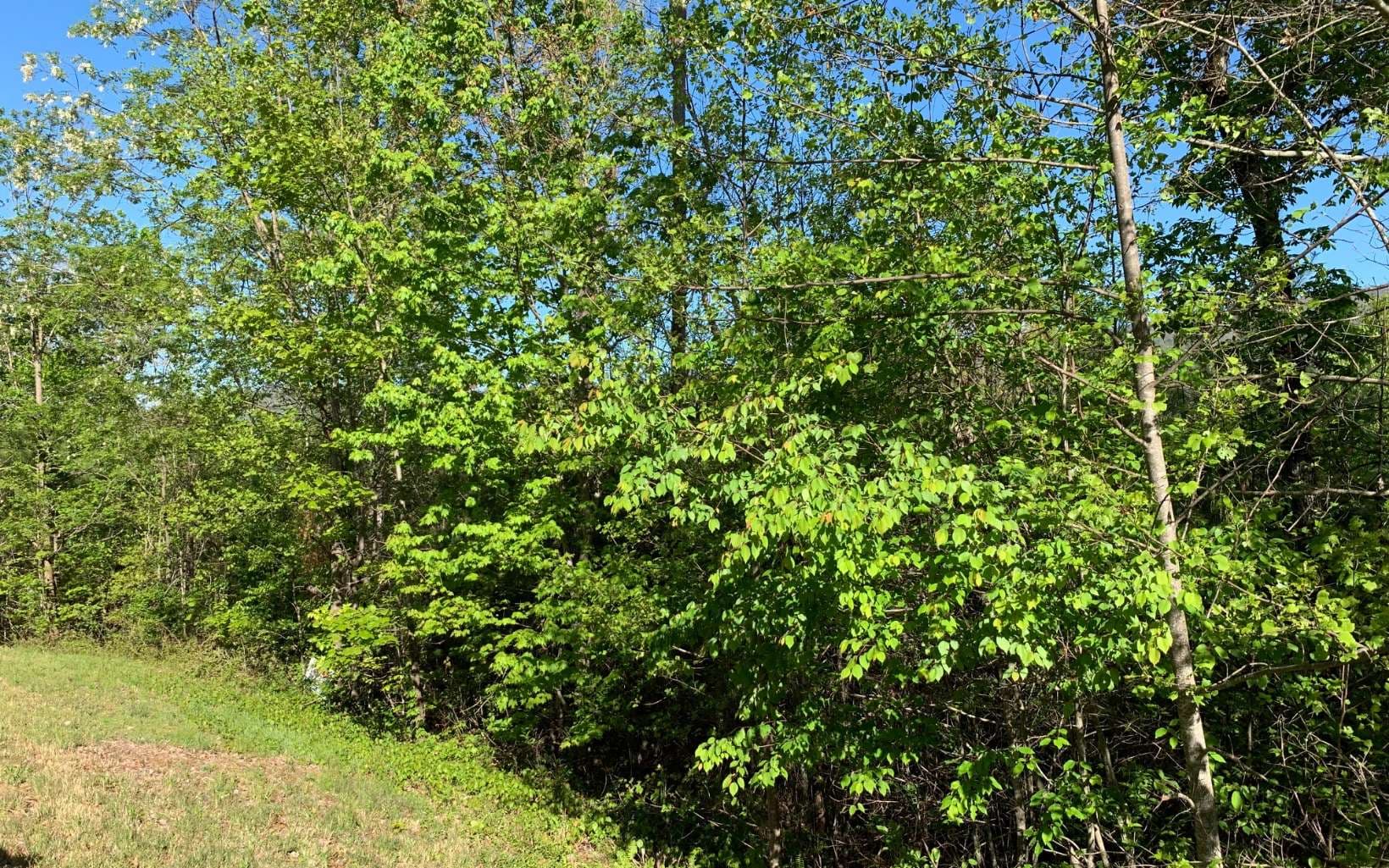 Lot 57 Fires Creek Cove Road, Hayesville NC 28904 - Photo