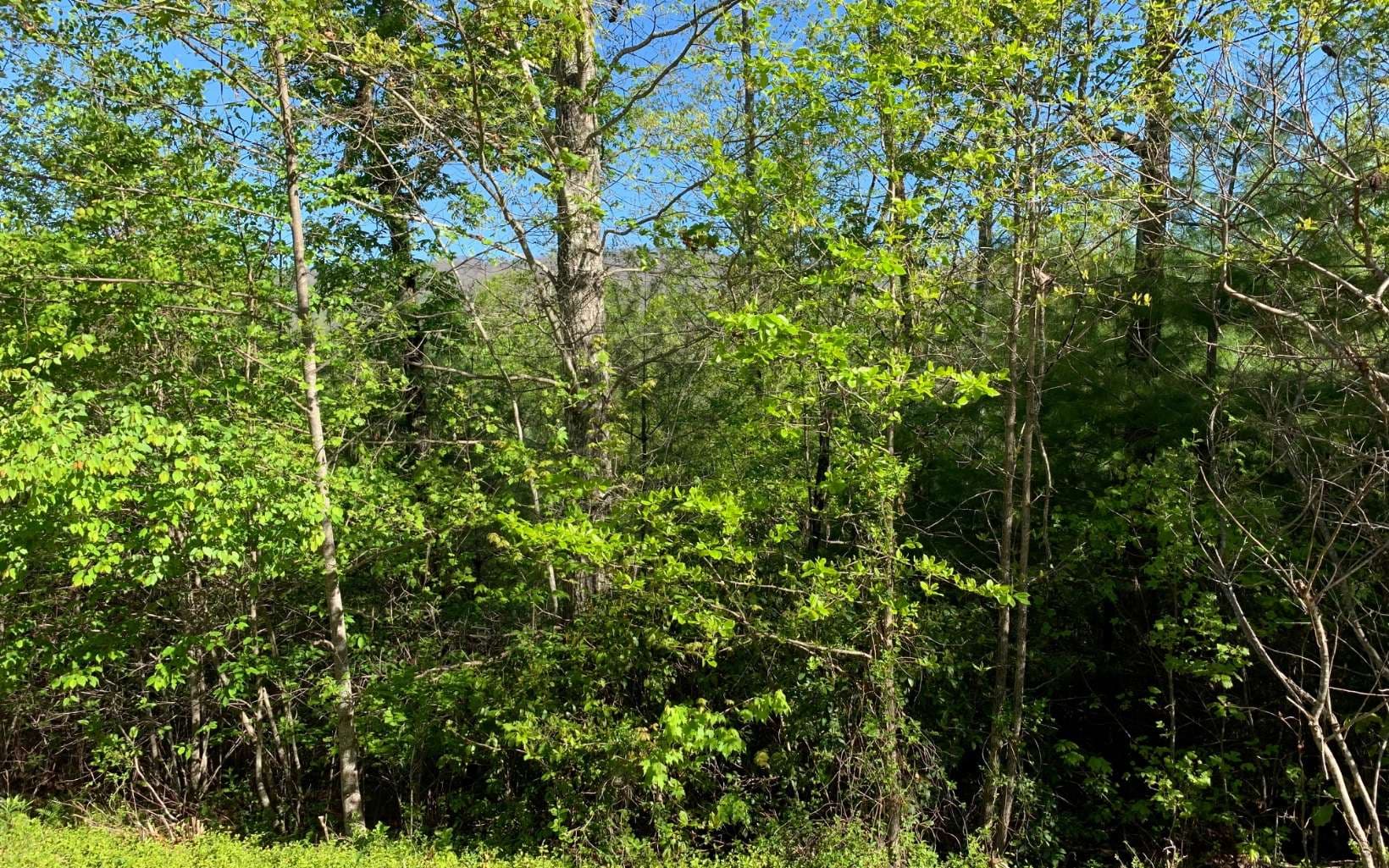 Lot 57 Fires Creek Cove Road, Hayesville NC 28904 - Photo