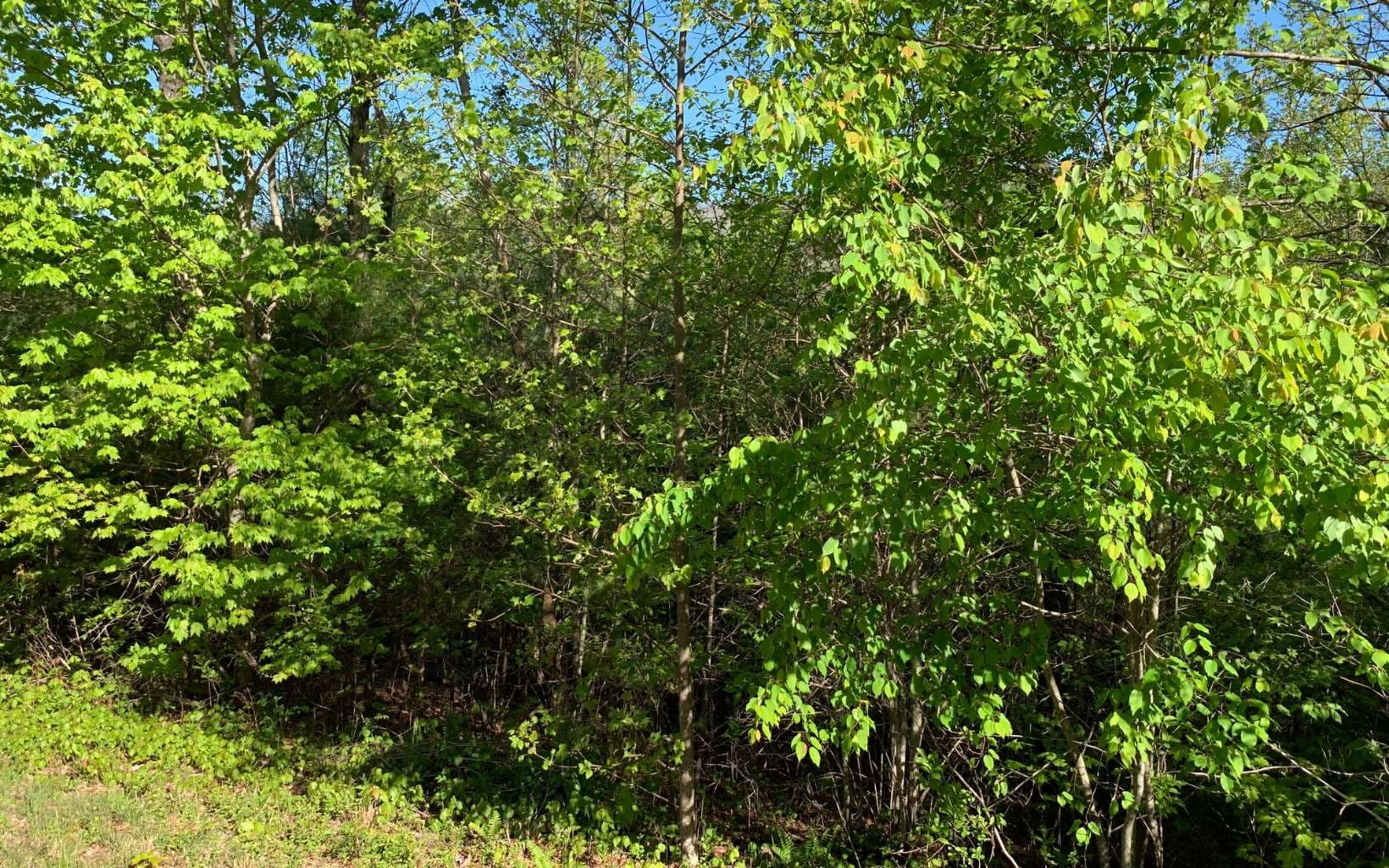 Lot 57 Fires Creek Cove Road, Hayesville NC 28904 - Photo