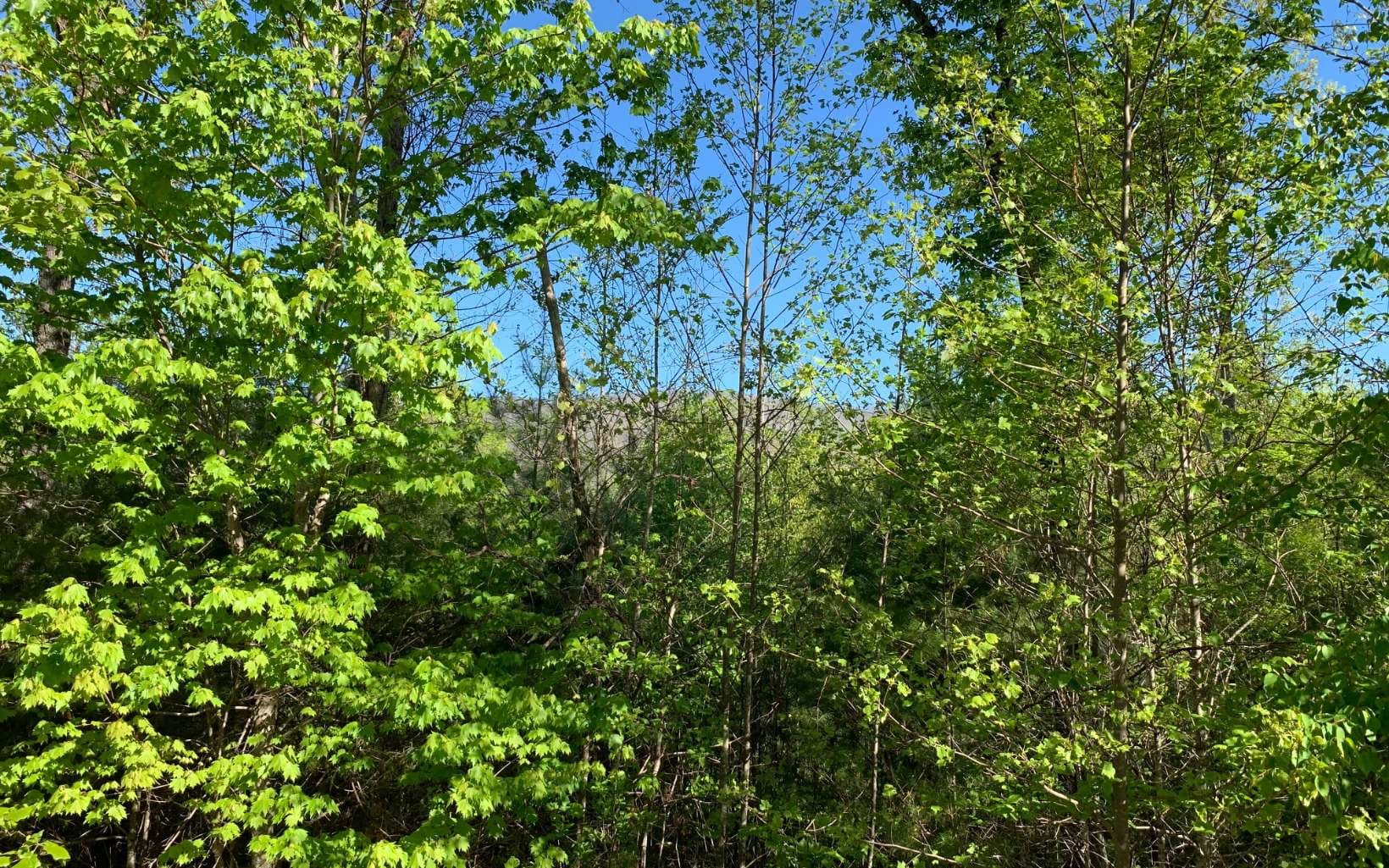 Lot 57 Fires Creek Cove Road, Hayesville NC 28904 - Photo