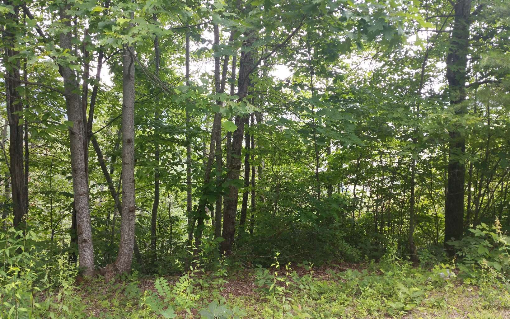 LOT 7 Mill Creek Estates, Hayesville NC 28904 - Photo