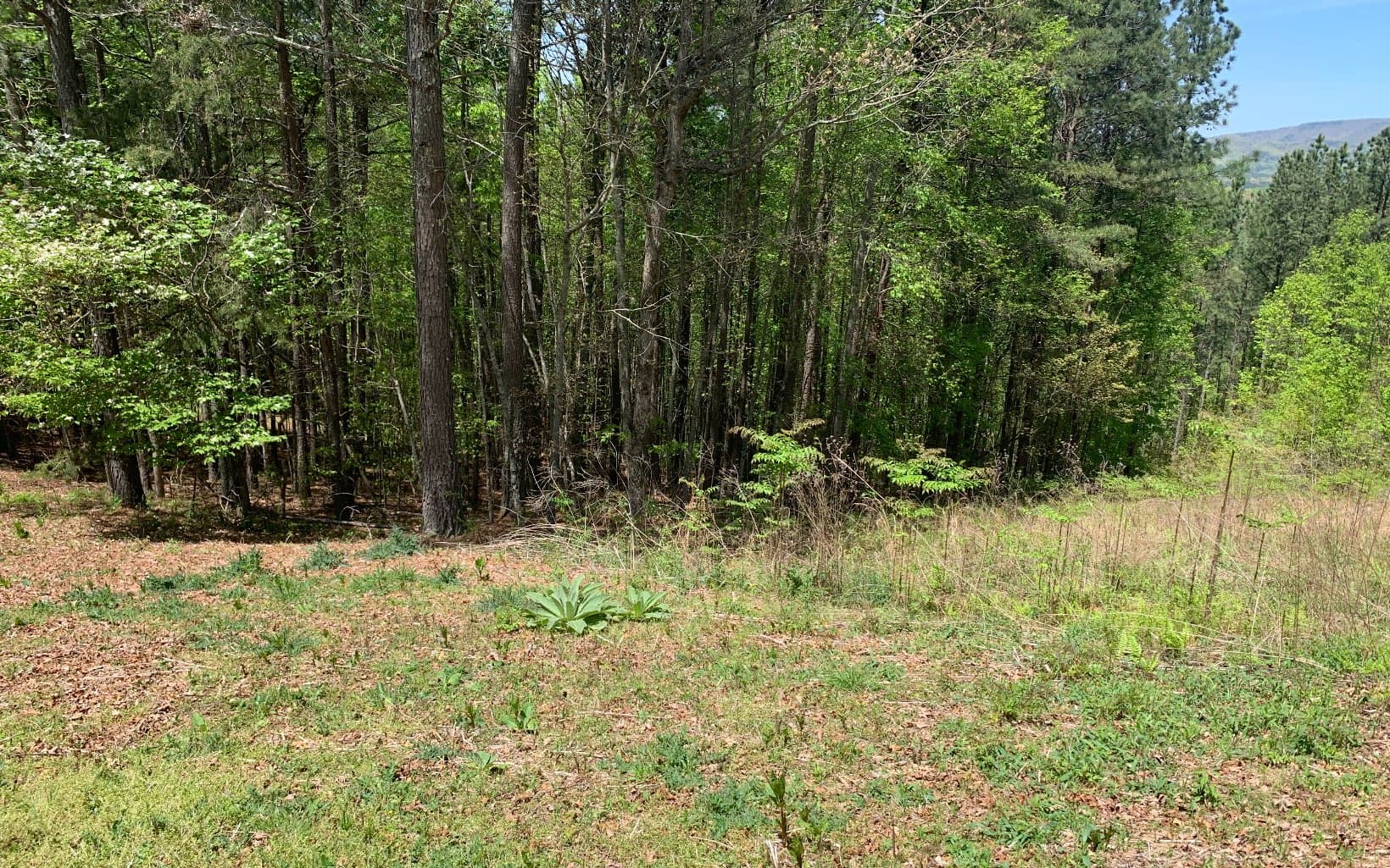 Lot 28 Loftis Mountain, Blairsville GA 30512 - Photo
