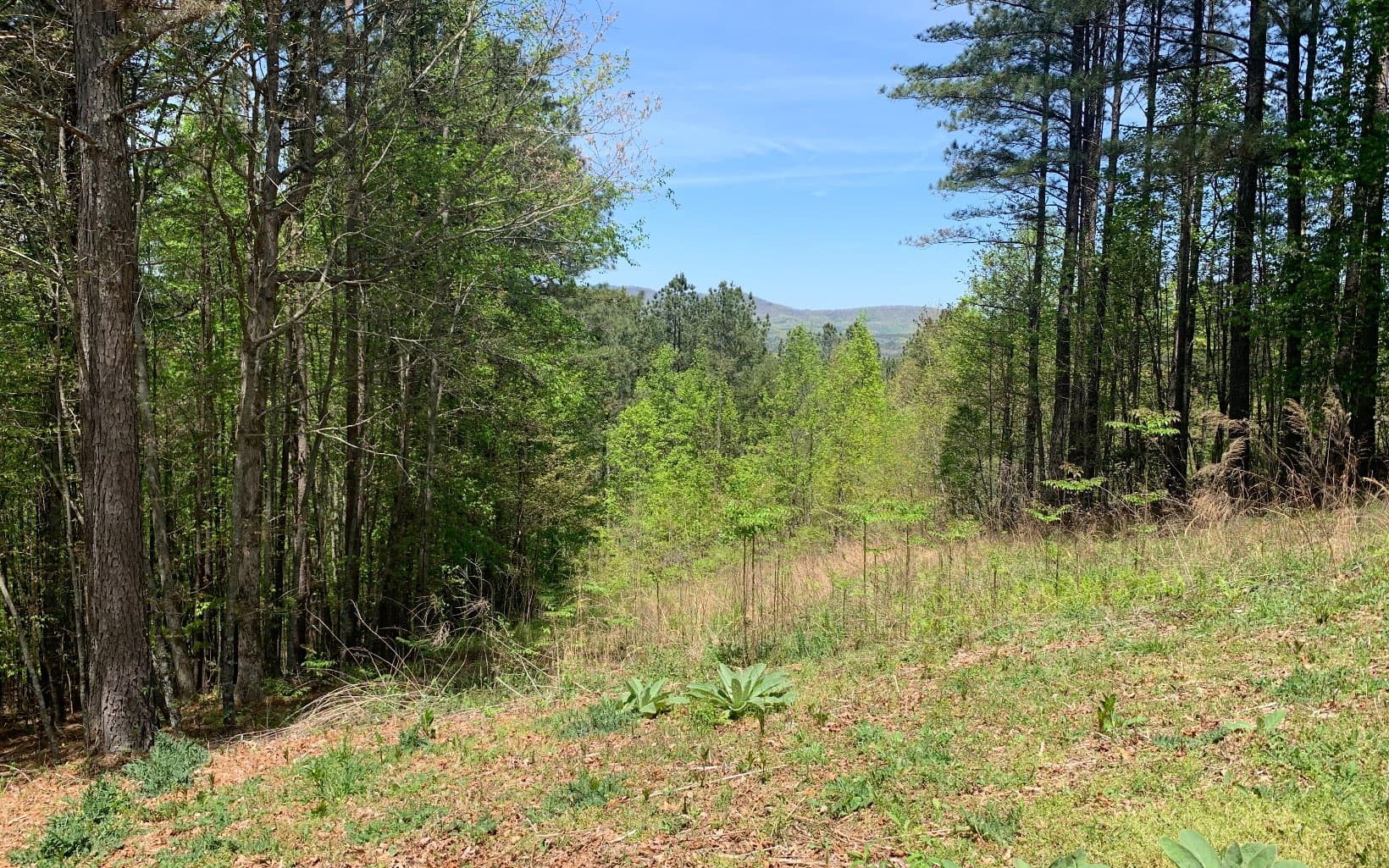 Lot 28 Loftis Mountain, Blairsville GA 30512 - Photo