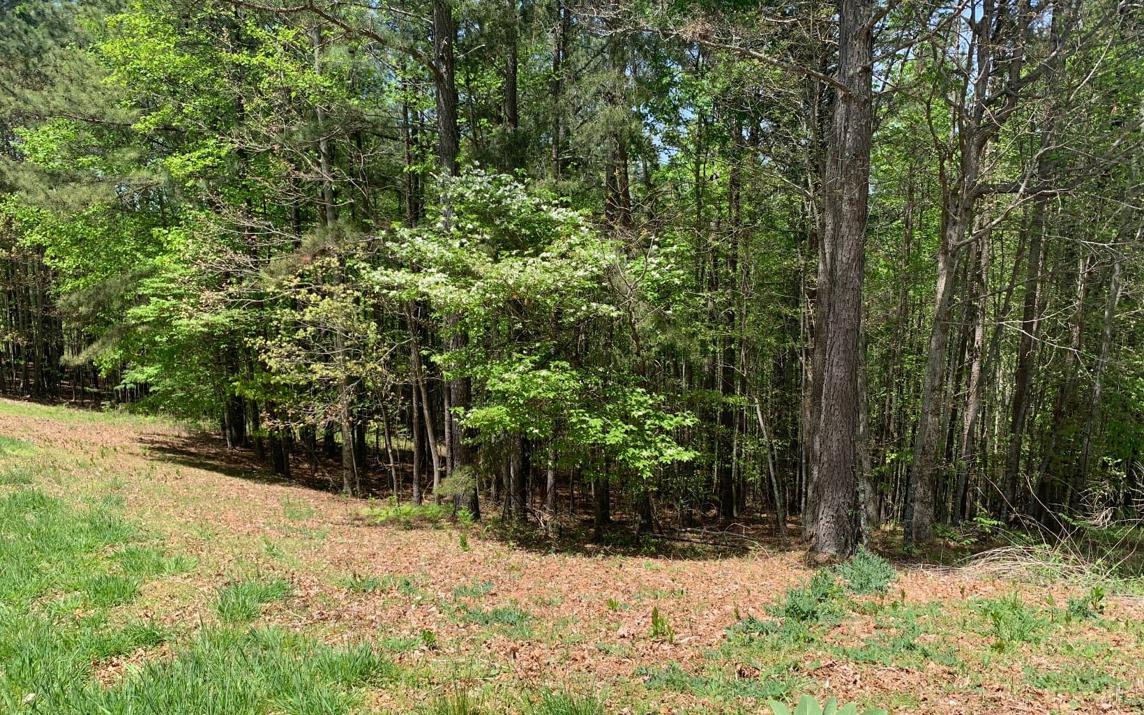 Lot 28 Loftis Mountain, Blairsville GA 30512 - Photo