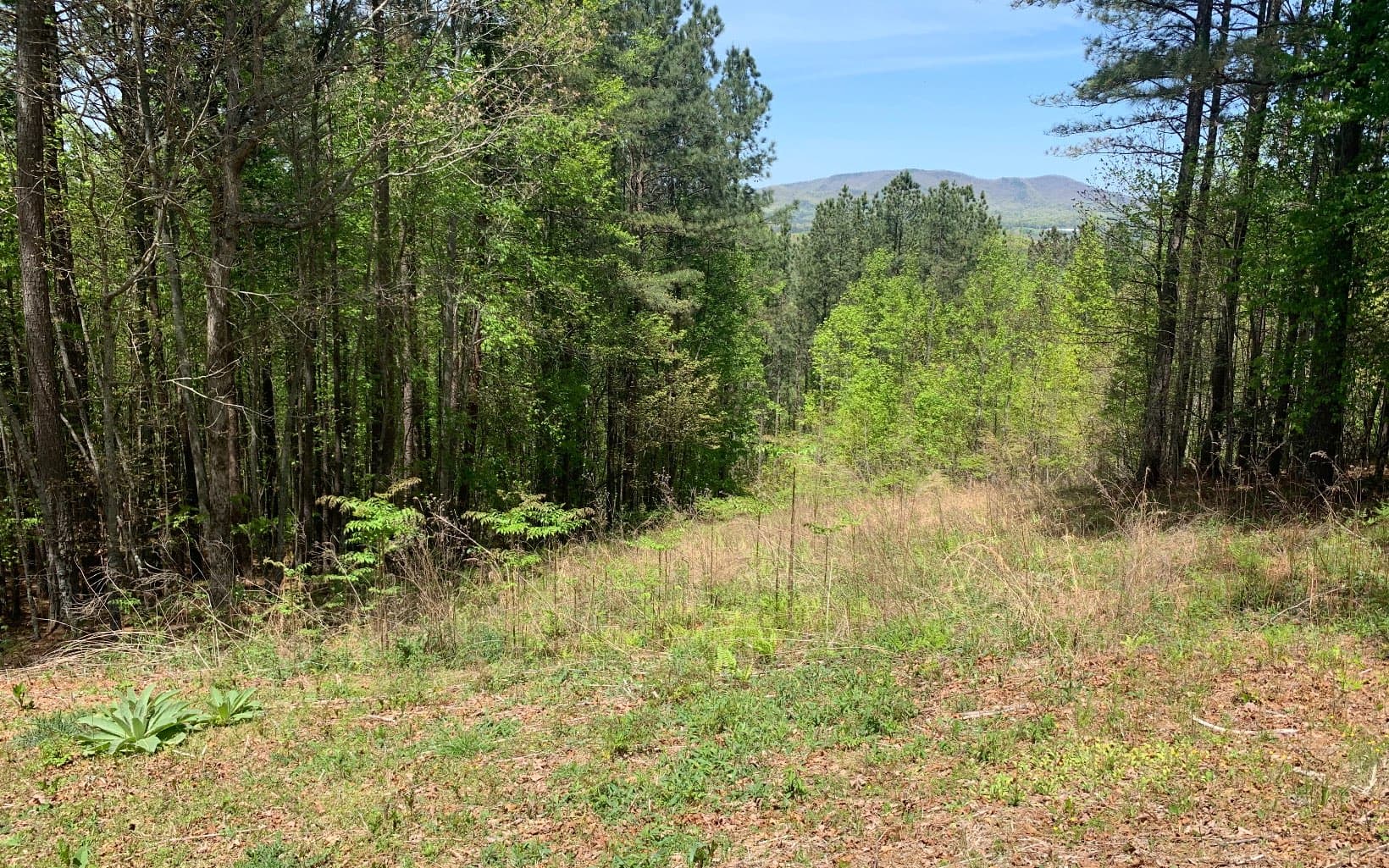 Lot 28 Loftis Mountain, Blairsville GA 30512 - Primary photo