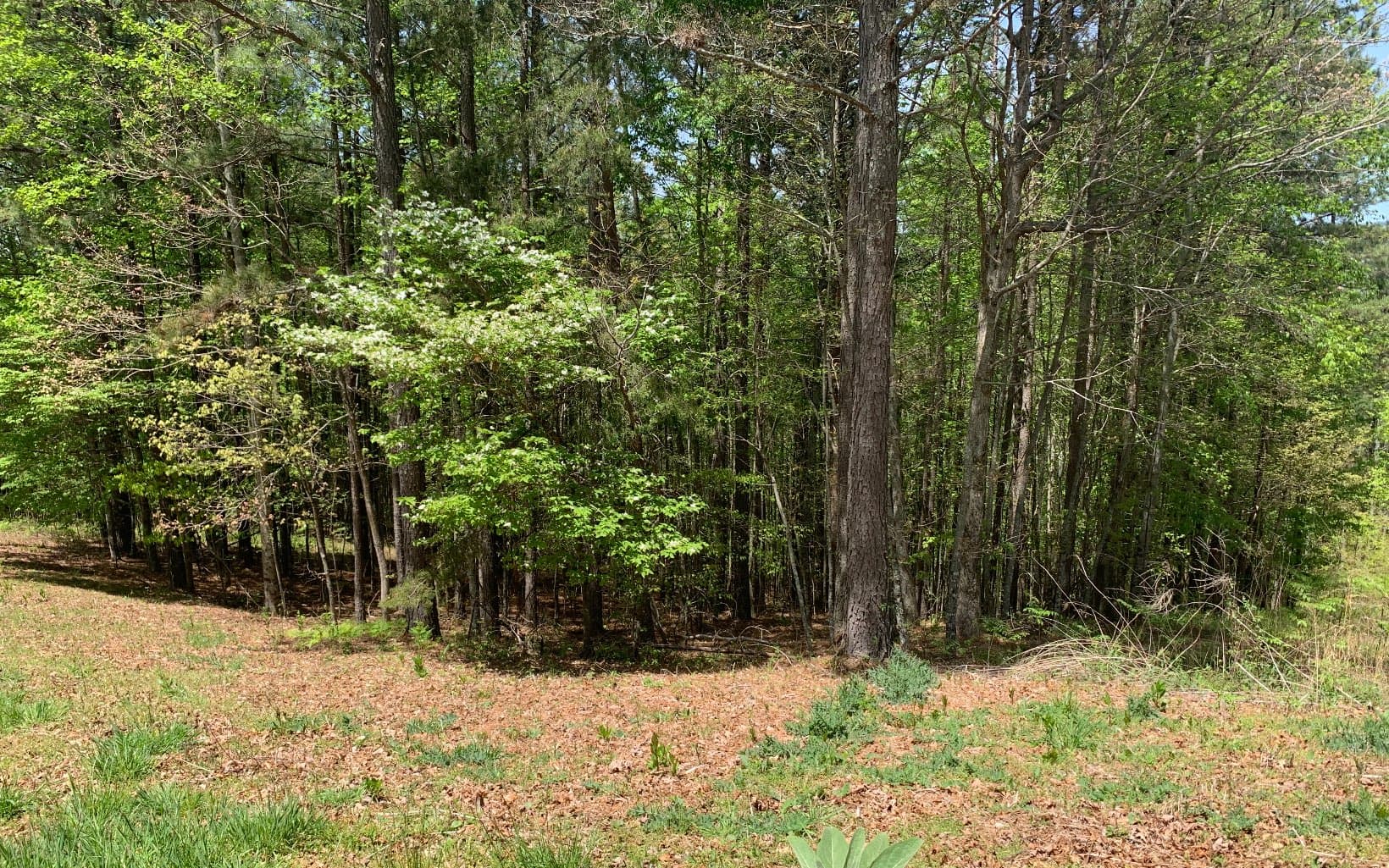 Lot 28 Loftis Mountain, Blairsville GA 30512 - Photo