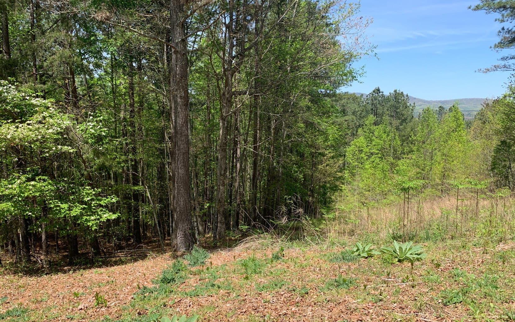 Lot 28 Loftis Mountain, Blairsville GA 30512 - Photo