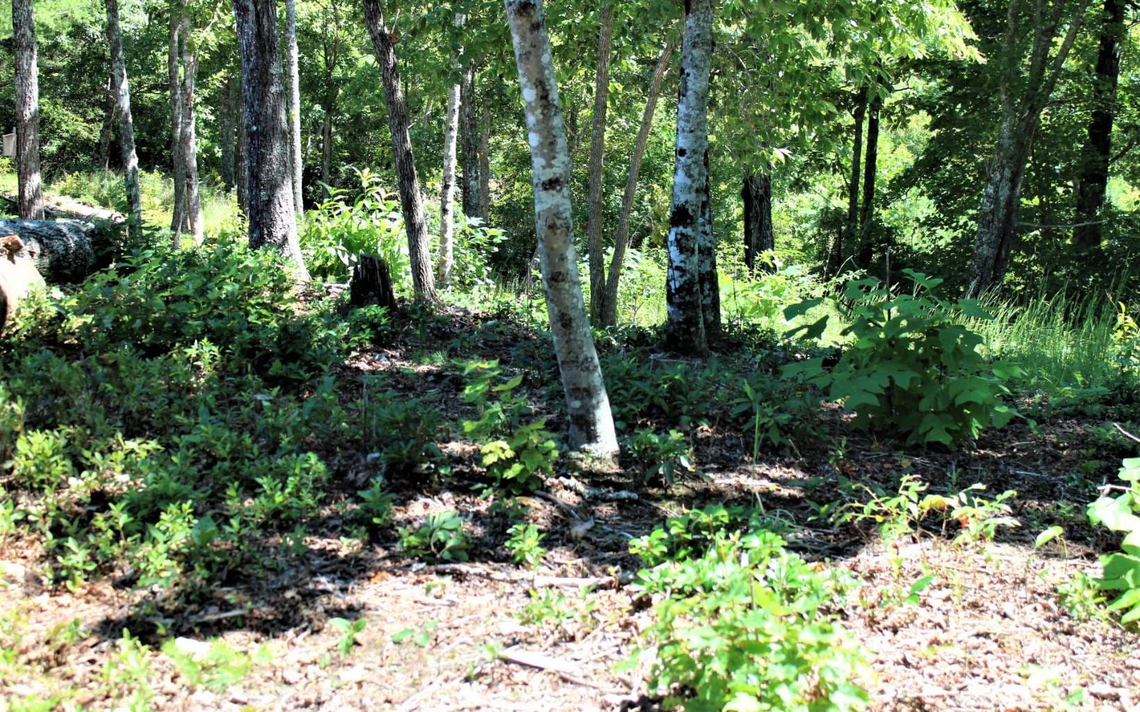 B&D W Cherry Road, Hayesville NC 28904 - Photo