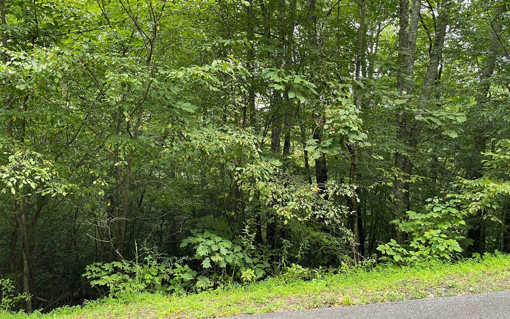 Lot 7 Bear Trail, Hiawassee GA 30546 - Primary photo