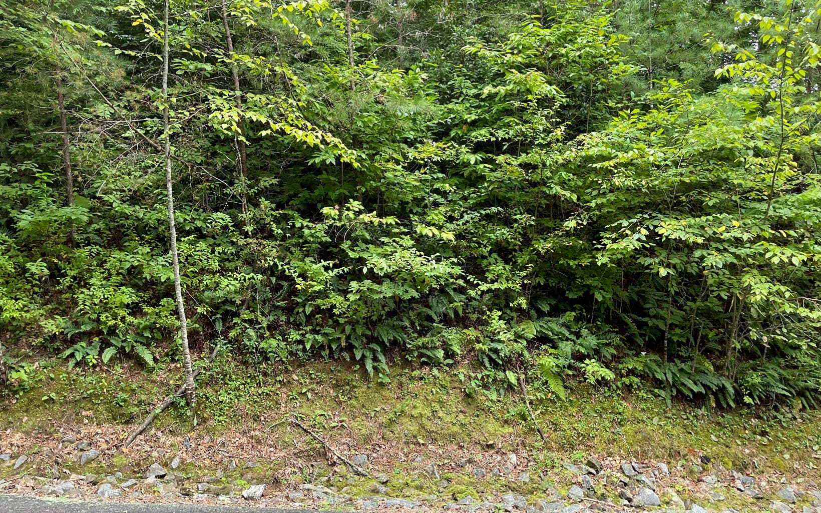 Lot 7 Bear Trail, Hiawassee GA 30546 - Photo