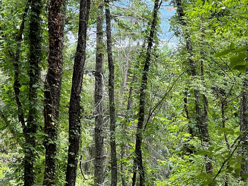 PC 1 Buena Vista Drive, Hayesville NC 28904 - Photo