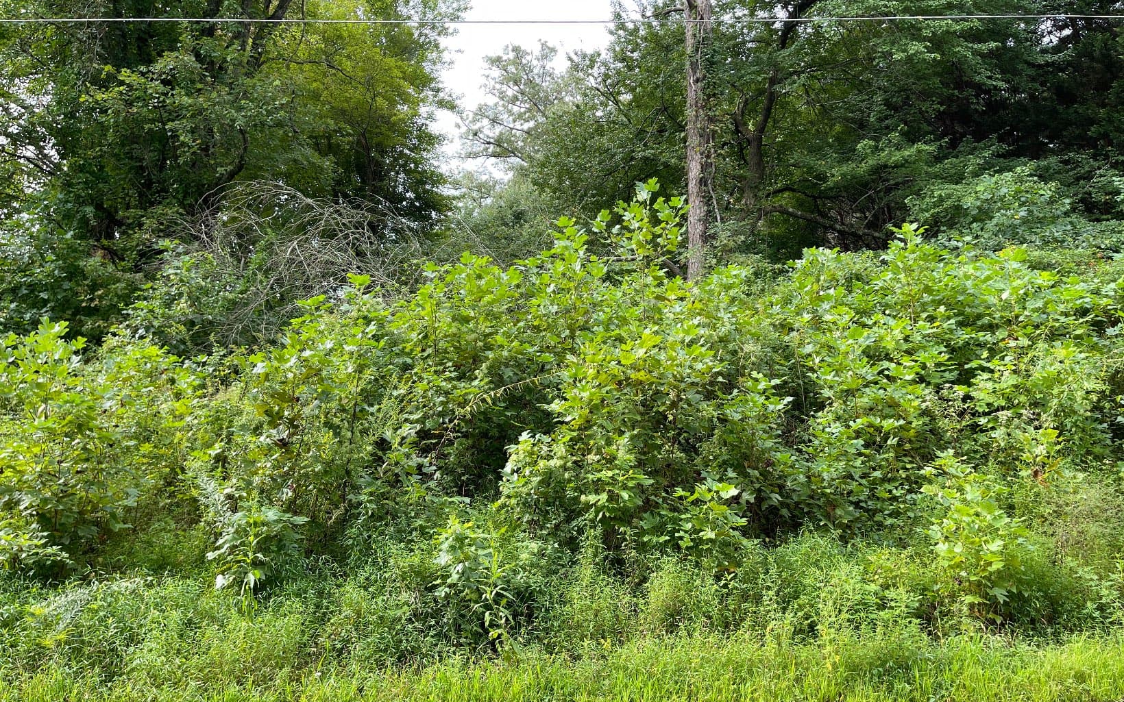 Lot 27 Sneaking Creek Drive, Hayesville NC 28904 - Photo