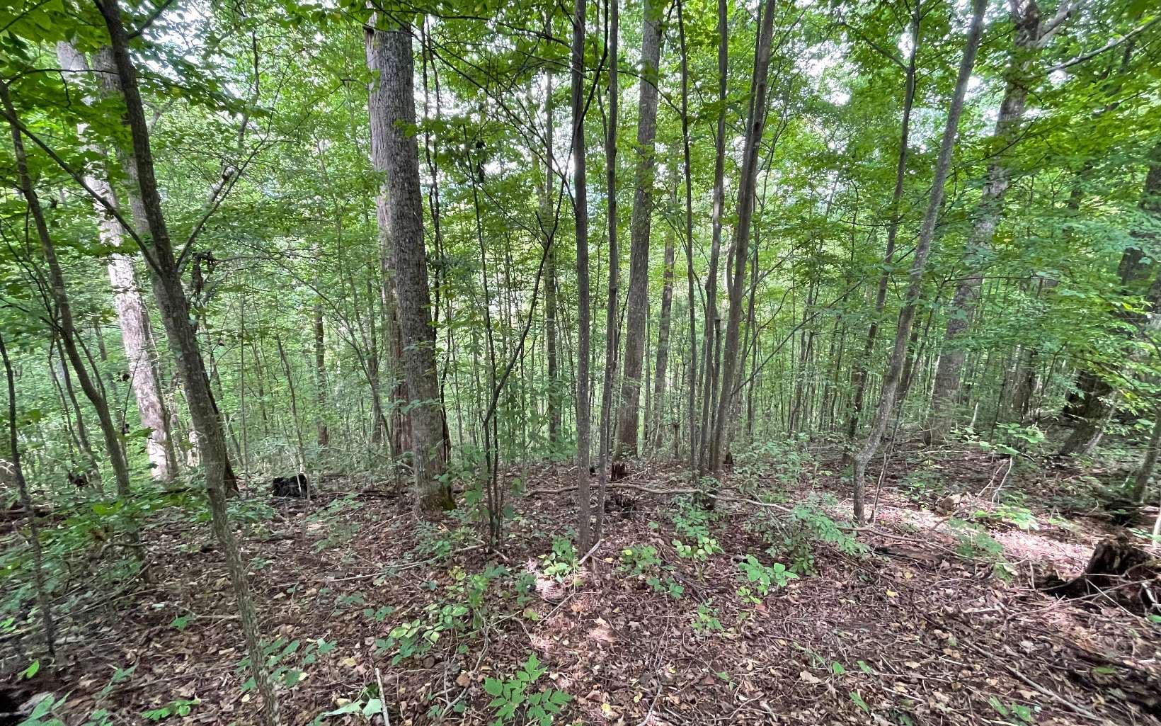 Lot 19 Bear Trail, Hiawassee GA 30546 - Photo