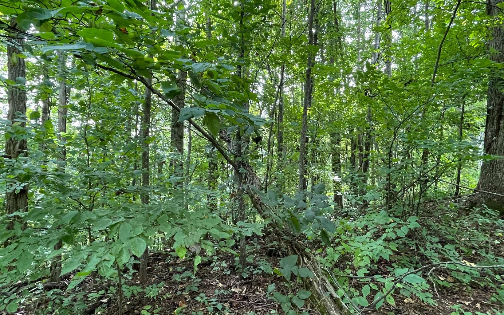 Lot 19 Bear Trail, Hiawassee GA 30546 - Photo