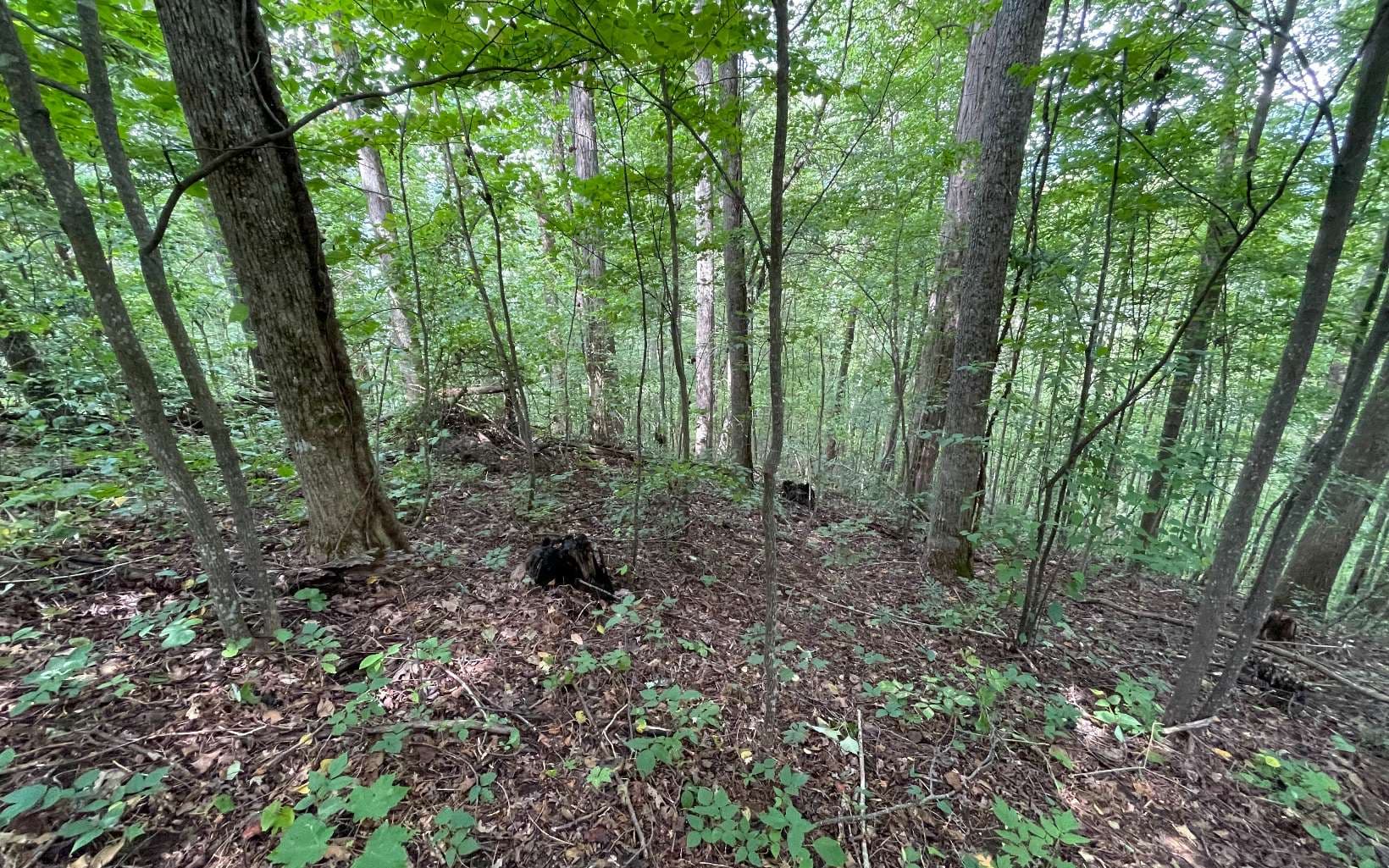 Lot 19 Bear Trail, Hiawassee GA 30546 - Primary photo