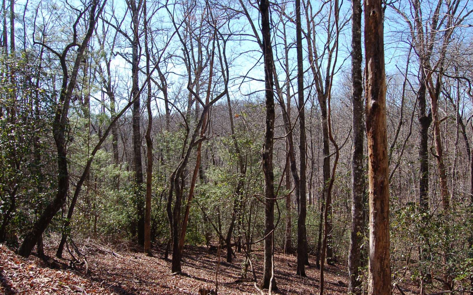 00 Timberline Lane, Hayesville NC 28904 - Photo
