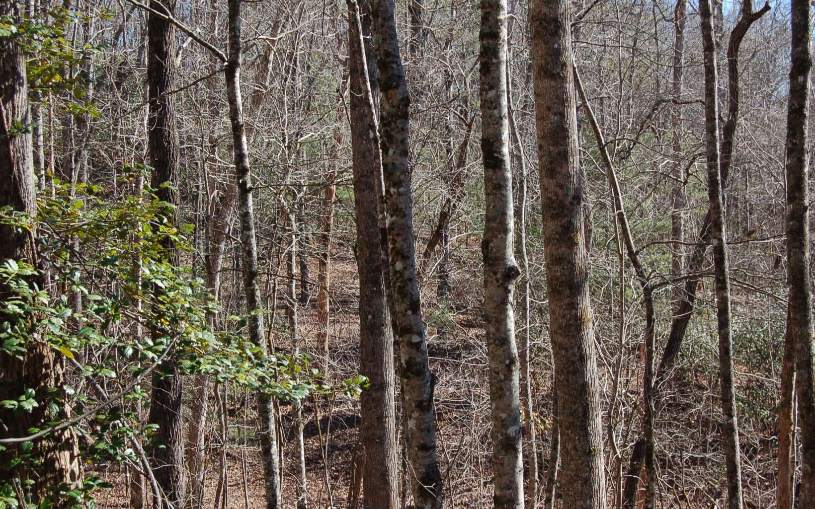00 Timberline Lane, Hayesville NC 28904 - Photo