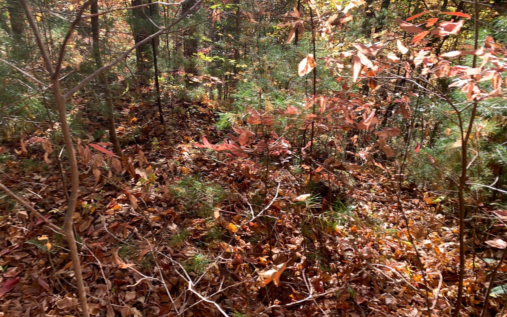 29 Lake Point Drive, Murphy NC 28906 - Photo