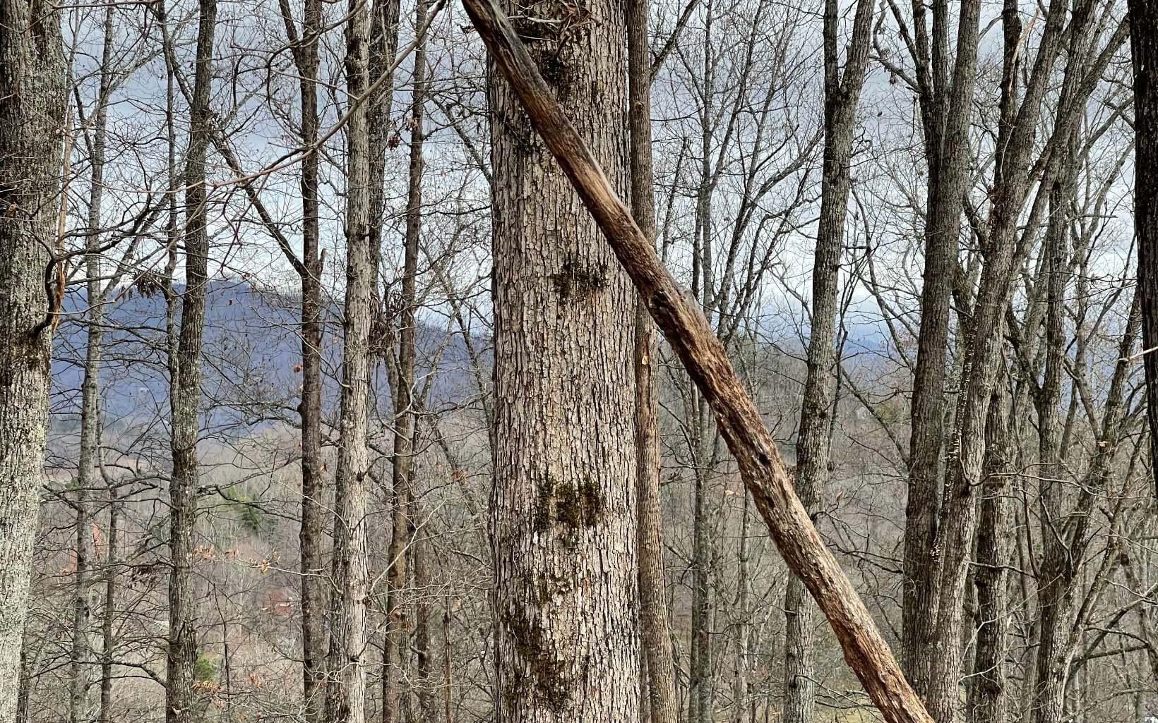 Lot 1C Lakewood Hills, Hayesville NC 28904 - Photo