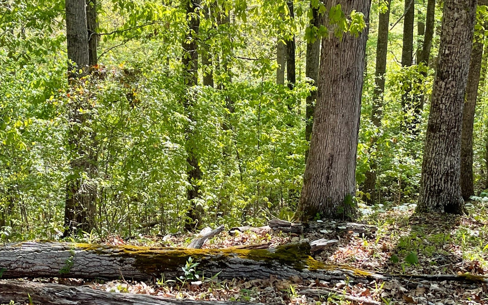 Lot 1C Lakewood Hills, Hayesville NC 28904 - Photo