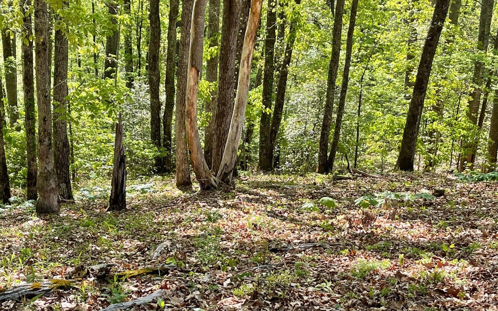 Lot 1C Lakewood Hills, Hayesville NC 28904 - Primary photo