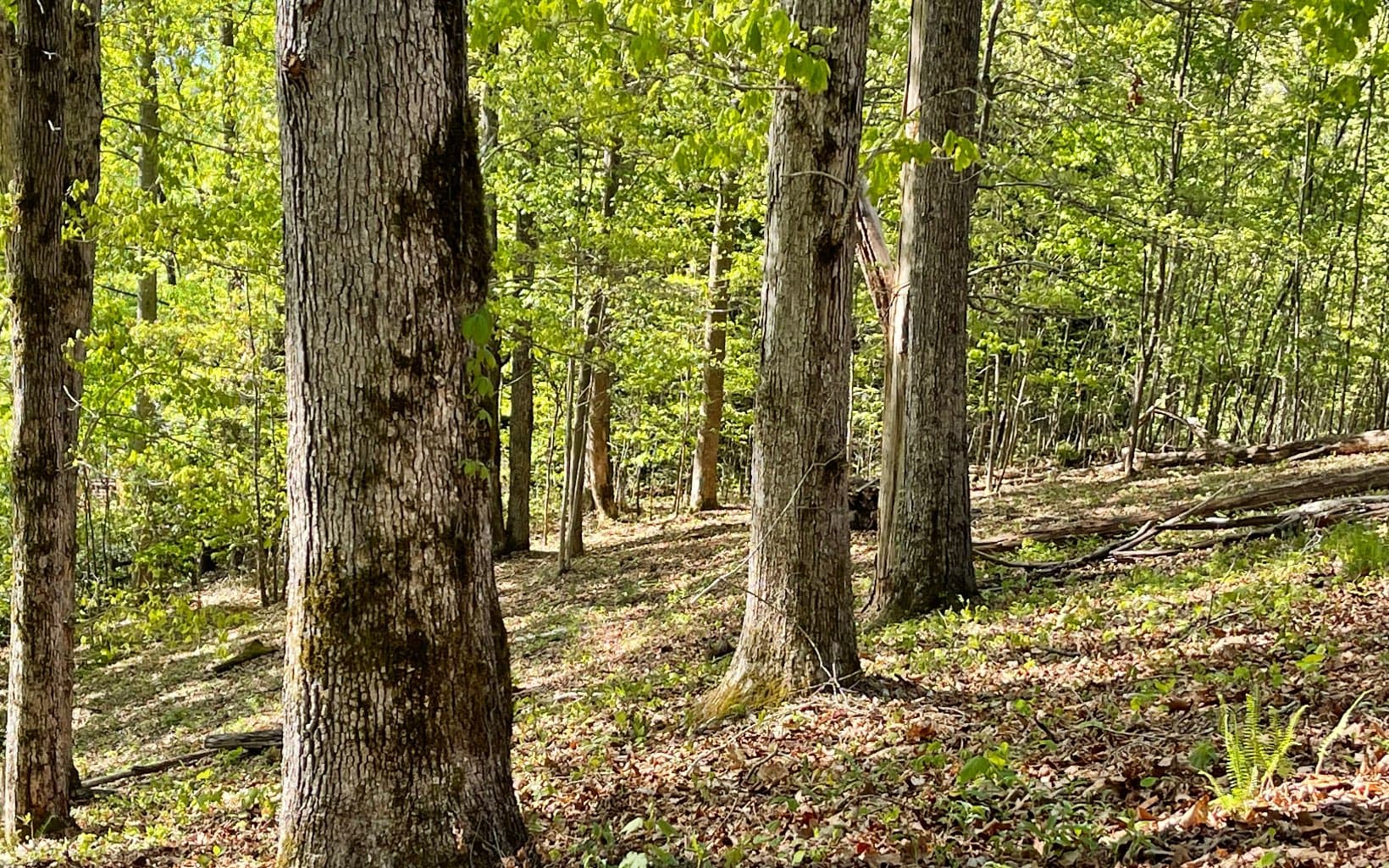Lot 1C Lakewood Hills, Hayesville NC 28904 - Photo
