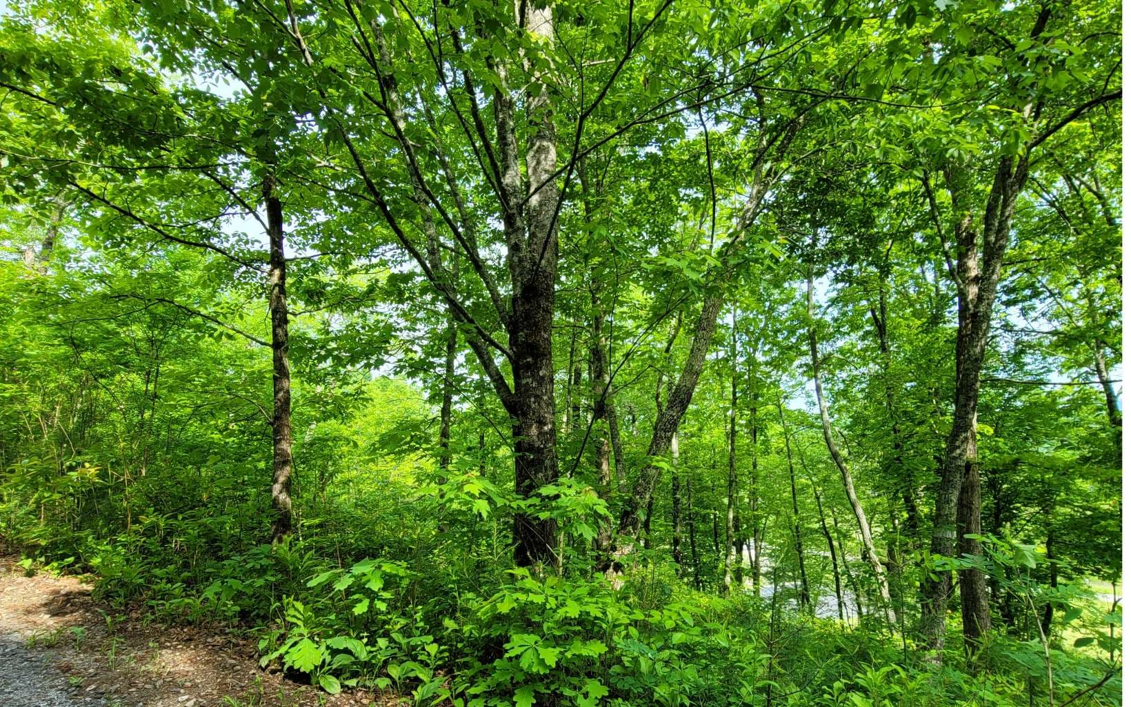 4 Oak Forest Acres, Hayesville NC 28904 - Photo