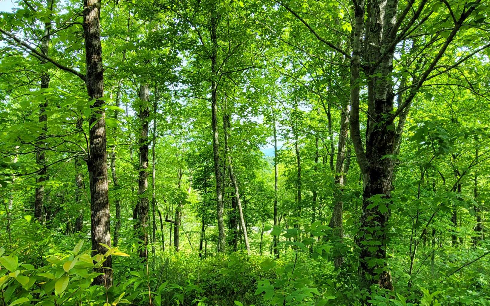 5 Oak Forest Acres, Hayesville NC 28904 - Photo