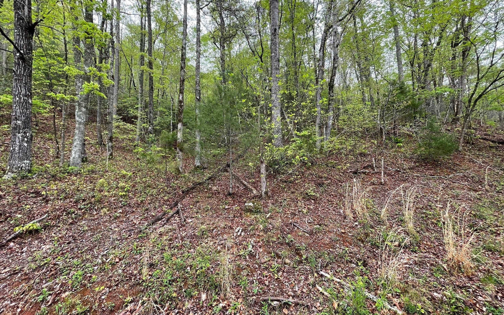 Lot 31 Nelson Ridge, Hayesville NC 28904 - Photo