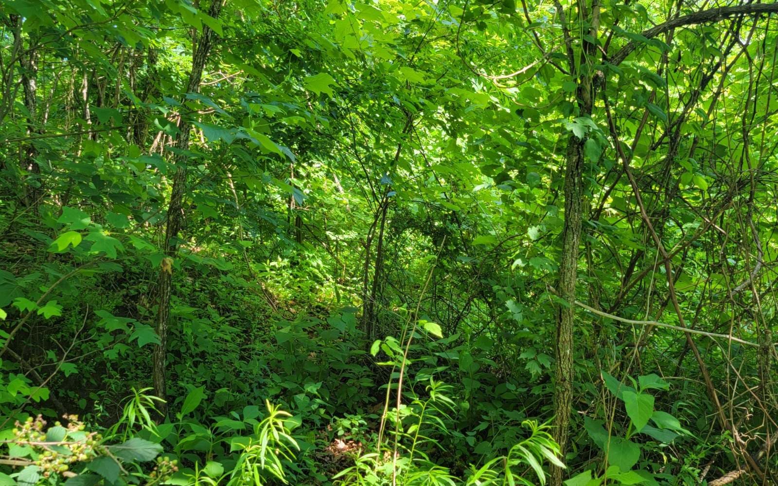 5 N Ridges Overlook, Hayesville NC 28904 - Photo