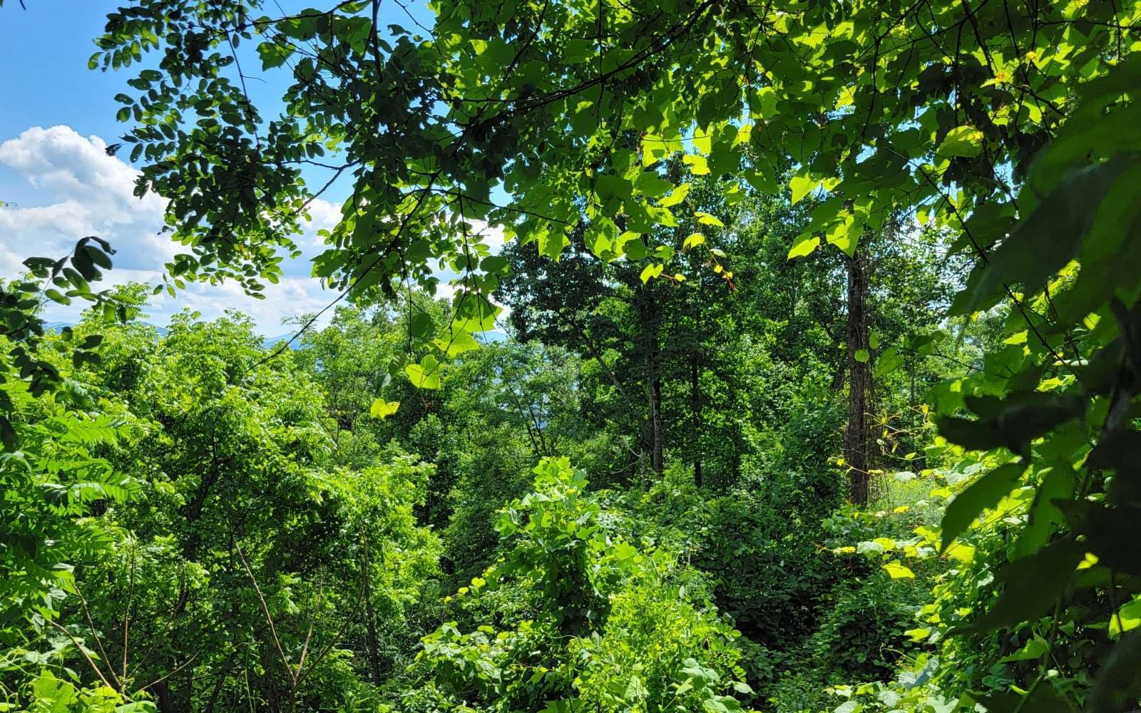 5 N Ridges Overlook, Hayesville NC 28904 - Photo