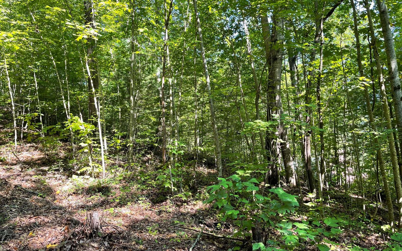 Lot 8D Eagle Heights, Hiawassee GA 30546 - Photo